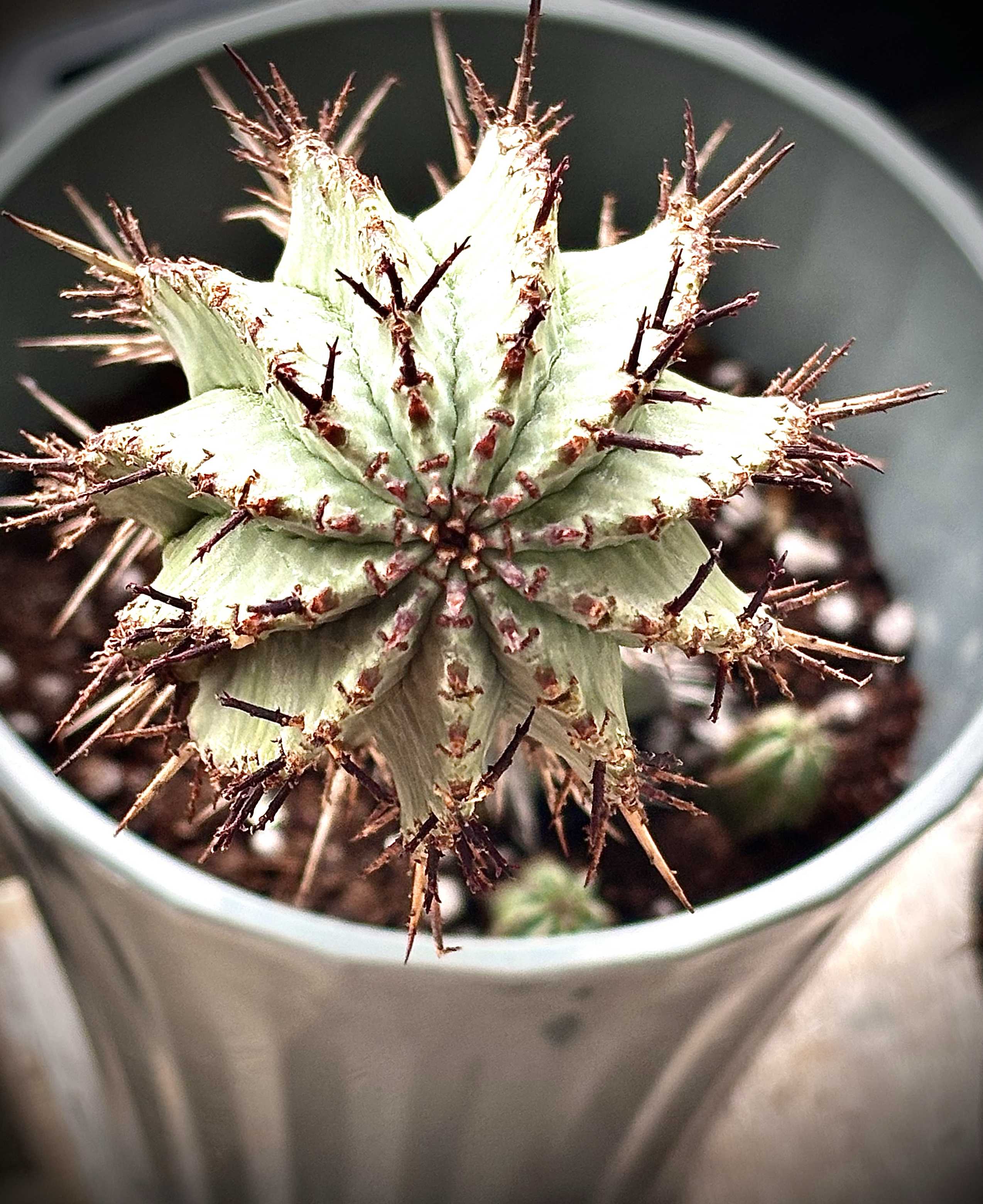 ホリダ　確認用 ホリダ 確認用 ユーフォルビア ホリダ No.012 ユーフォルビア