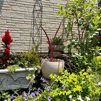 ケイトウ,ブルーベリー,コルジリネ,吉祥冠錦,コルジリネ エレクトリックピンクの画像