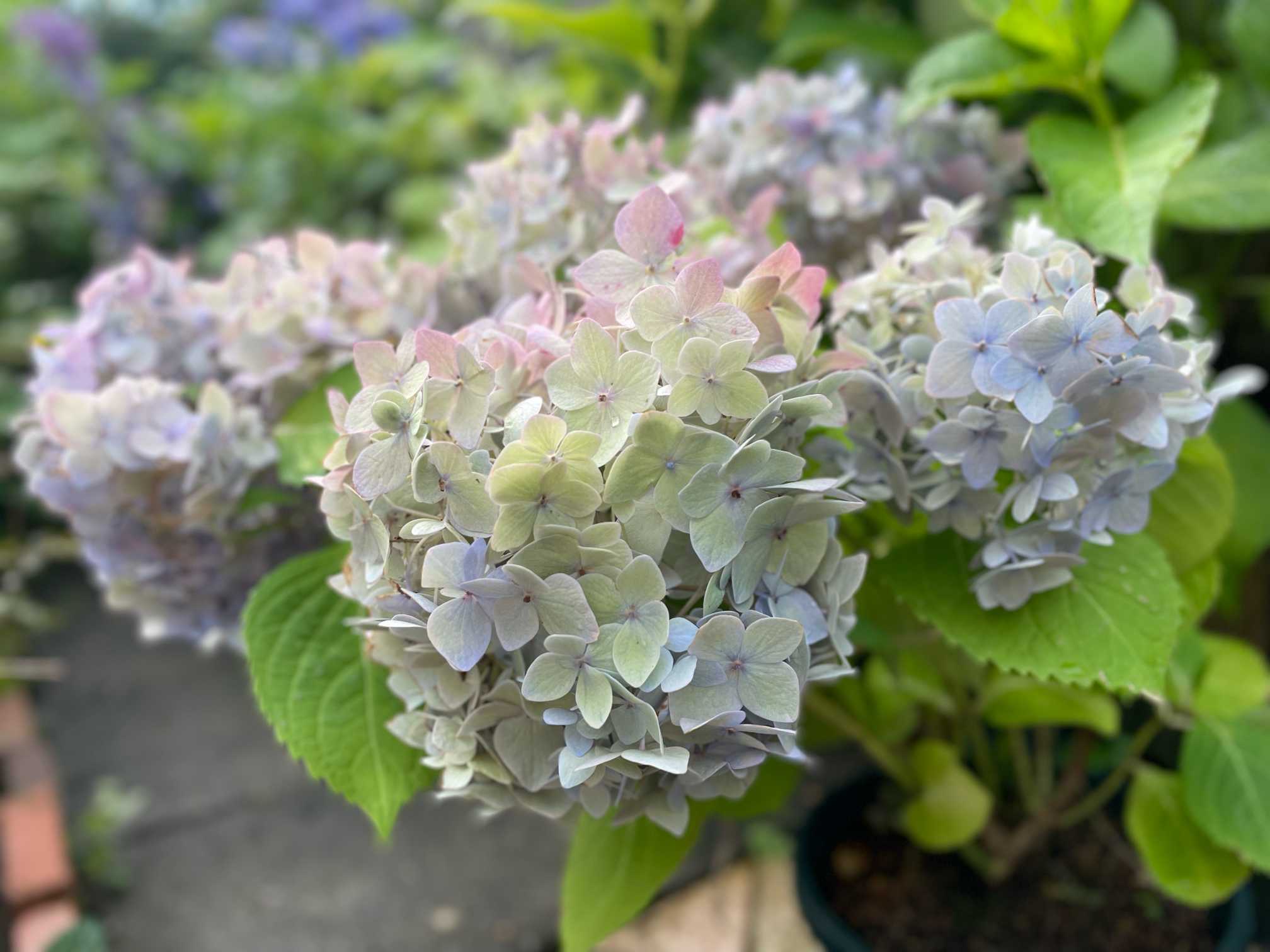 2025 My Garden 紫陽花💠🍃｜🍀GreenSnap（グリーンスナップ）