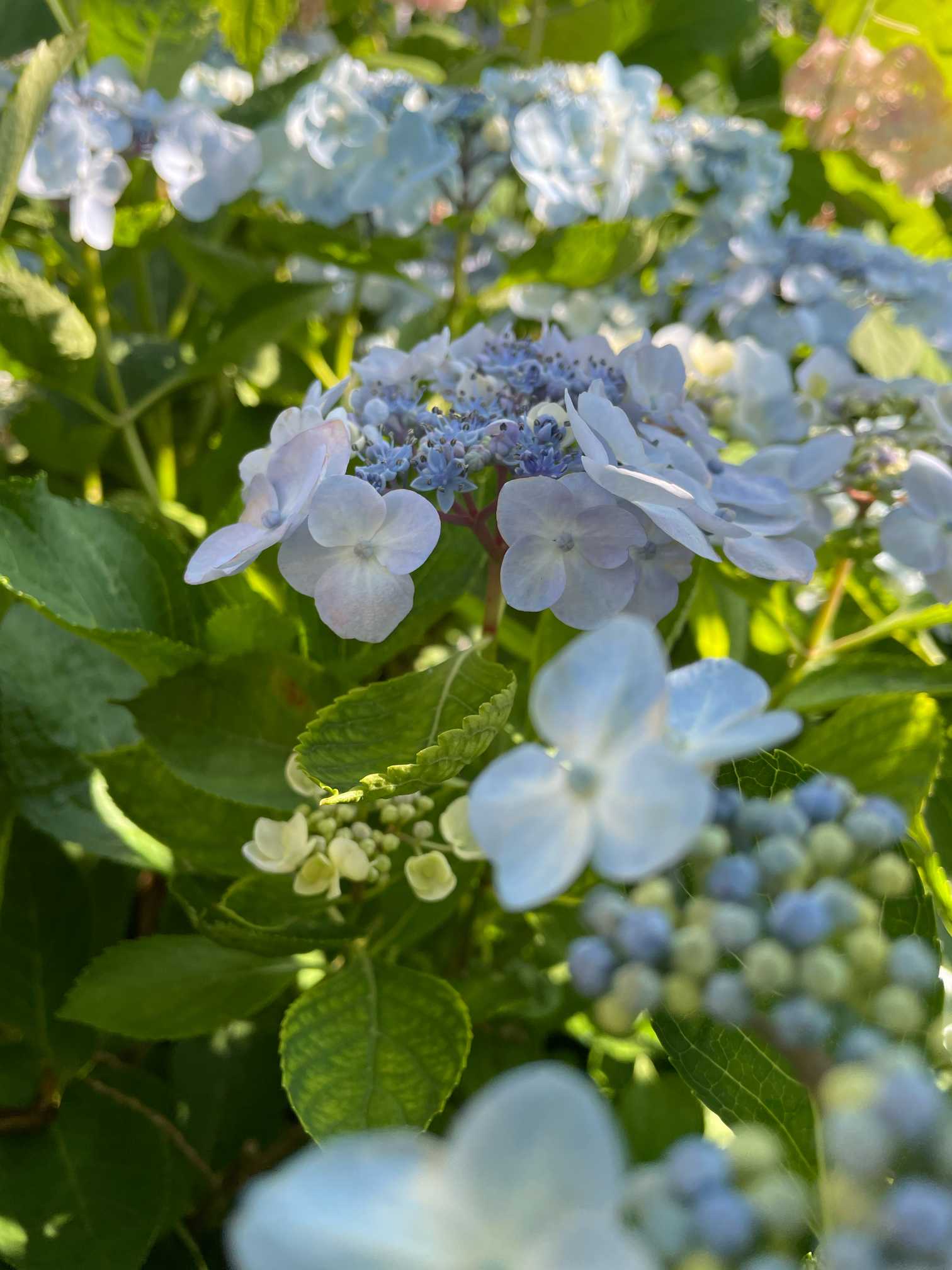 昨日と今日で変わるアジサイの花 – 日本の文化再発見、暮らして
