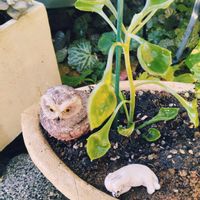 マサイの矢尻,多肉植物いろいろ,ブルーリボン,ストロベリーミントの花,多肉植物の画像