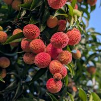 ライチ,お出かけ先の画像