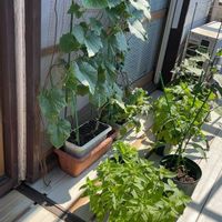 キュウリ,ナス,ピーマン,ラディッシュ,おかわかめの画像