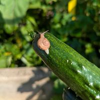 スイレン,ナガバオモダカ,コウホネ,ウォーターポピー,今日の収穫野菜の画像