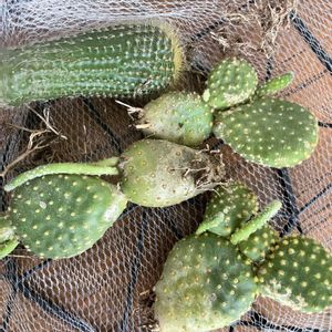 サボテン,水耕栽培,サボテン水耕栽培の画像