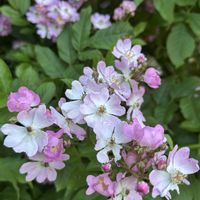ノイバラ,北海道,花っていいね,庭の画像