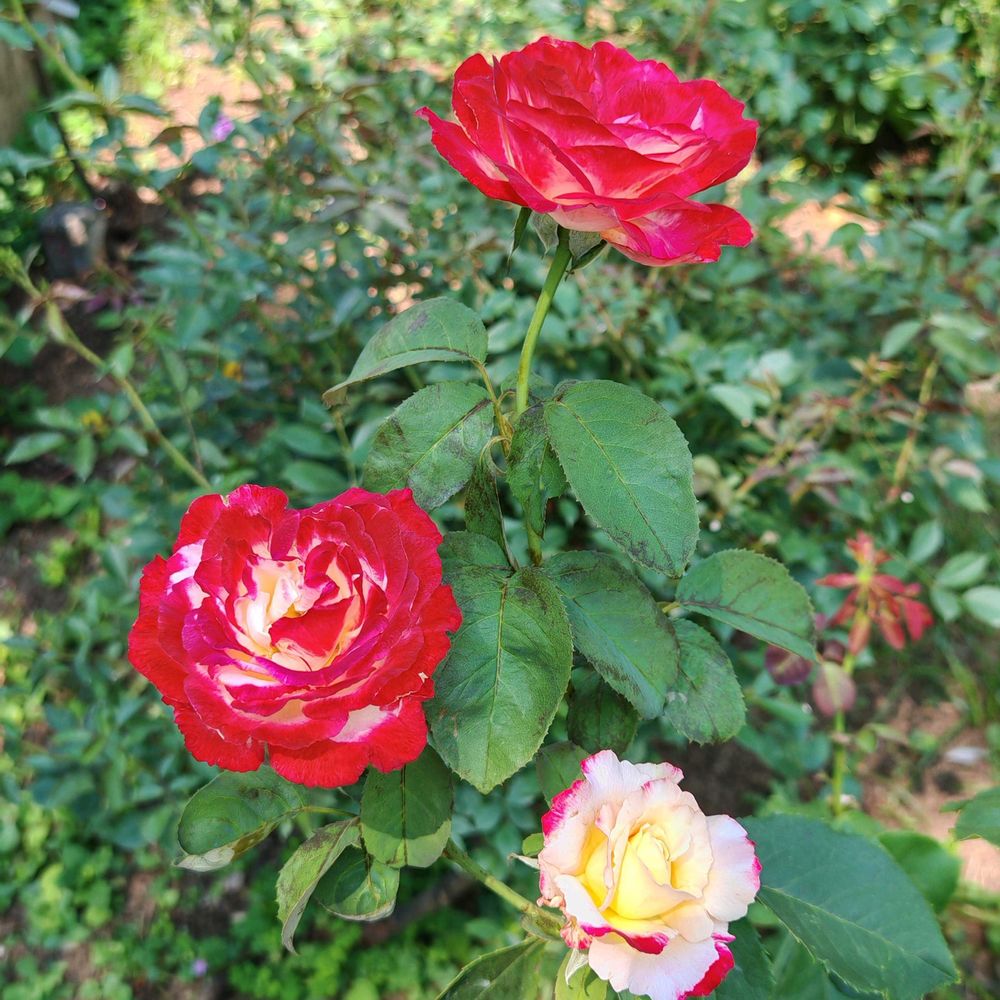 とりさんの港の見える丘公園への投稿