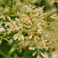 シマトネリコ,植栽,雌雄異株,平和を願う,モクセイ科トネリコ属の画像