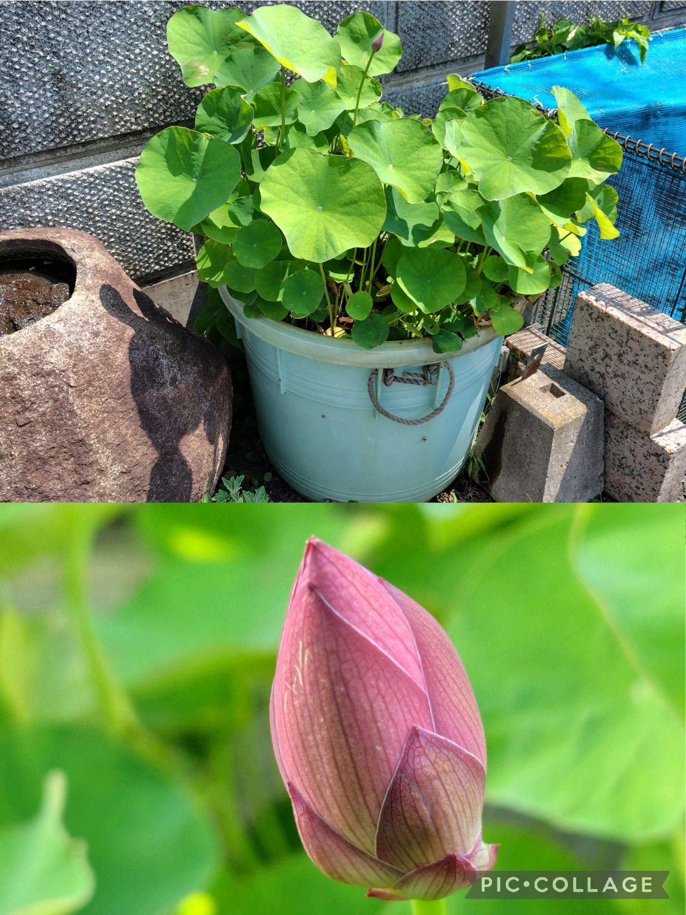 ハスの花 咲くまで｜🍀GreenSnap（グリーンスナップ）