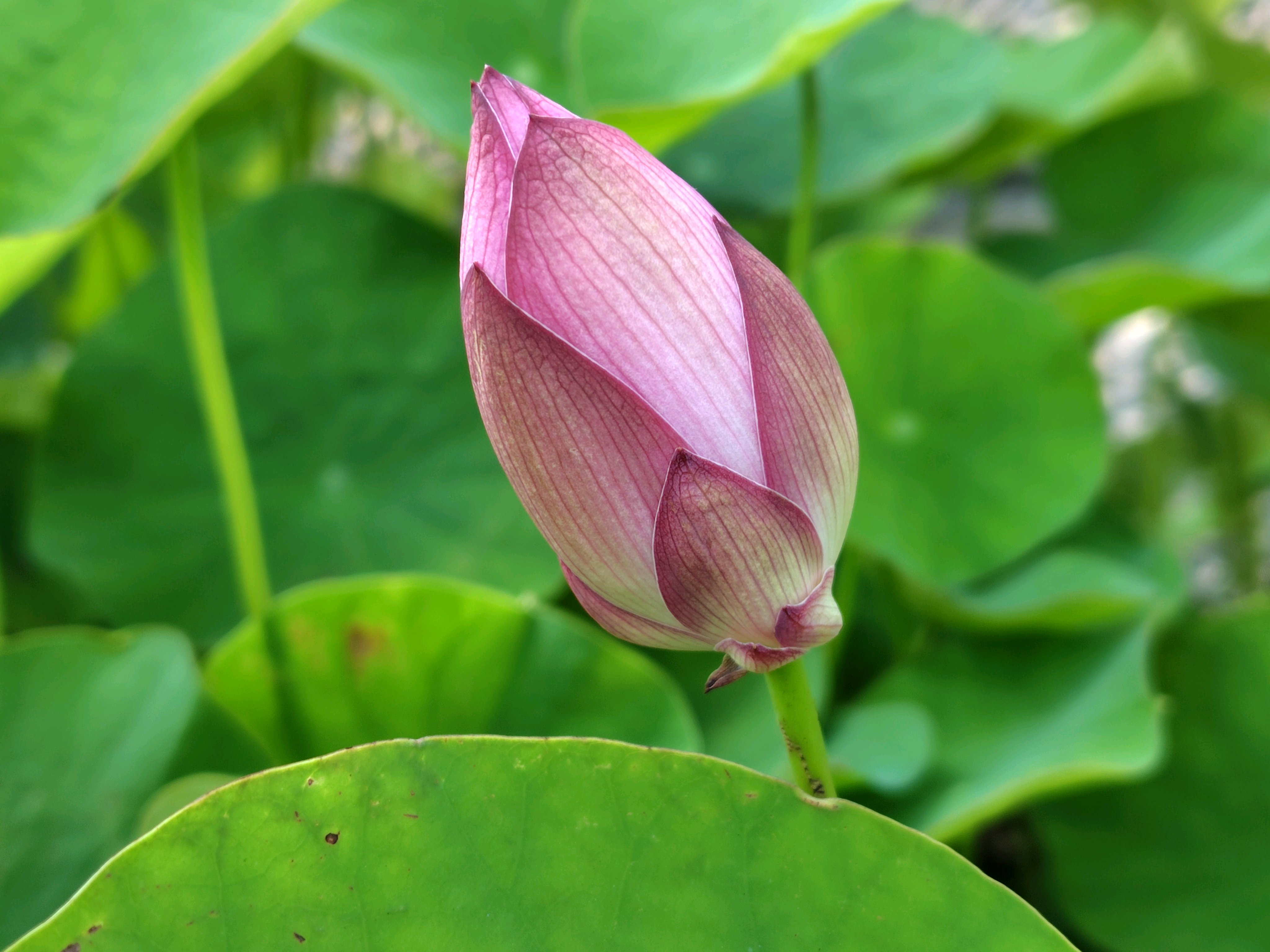 ハスの花 咲くまで｜🍀GreenSnap（グリーンスナップ）