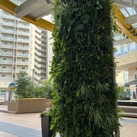 シダ,五平餅,ウエストリンギア（オーストラリアンローズマリー）,オージープランツ,シソ科の画像