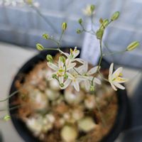 オーニソガラム,オーニソガラム トルツオスム,ガーデニング,珍奇植物,おうち園芸の画像