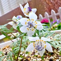 セツブンソウ,セツブンソウ,セツブンソウ,セツブンソウ,ガーデニングの画像