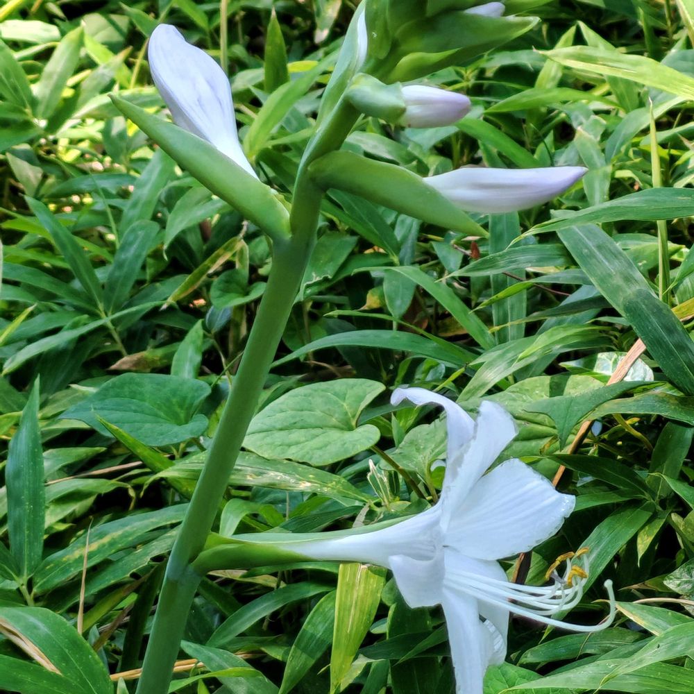 とりさんの港の見える丘公園への投稿