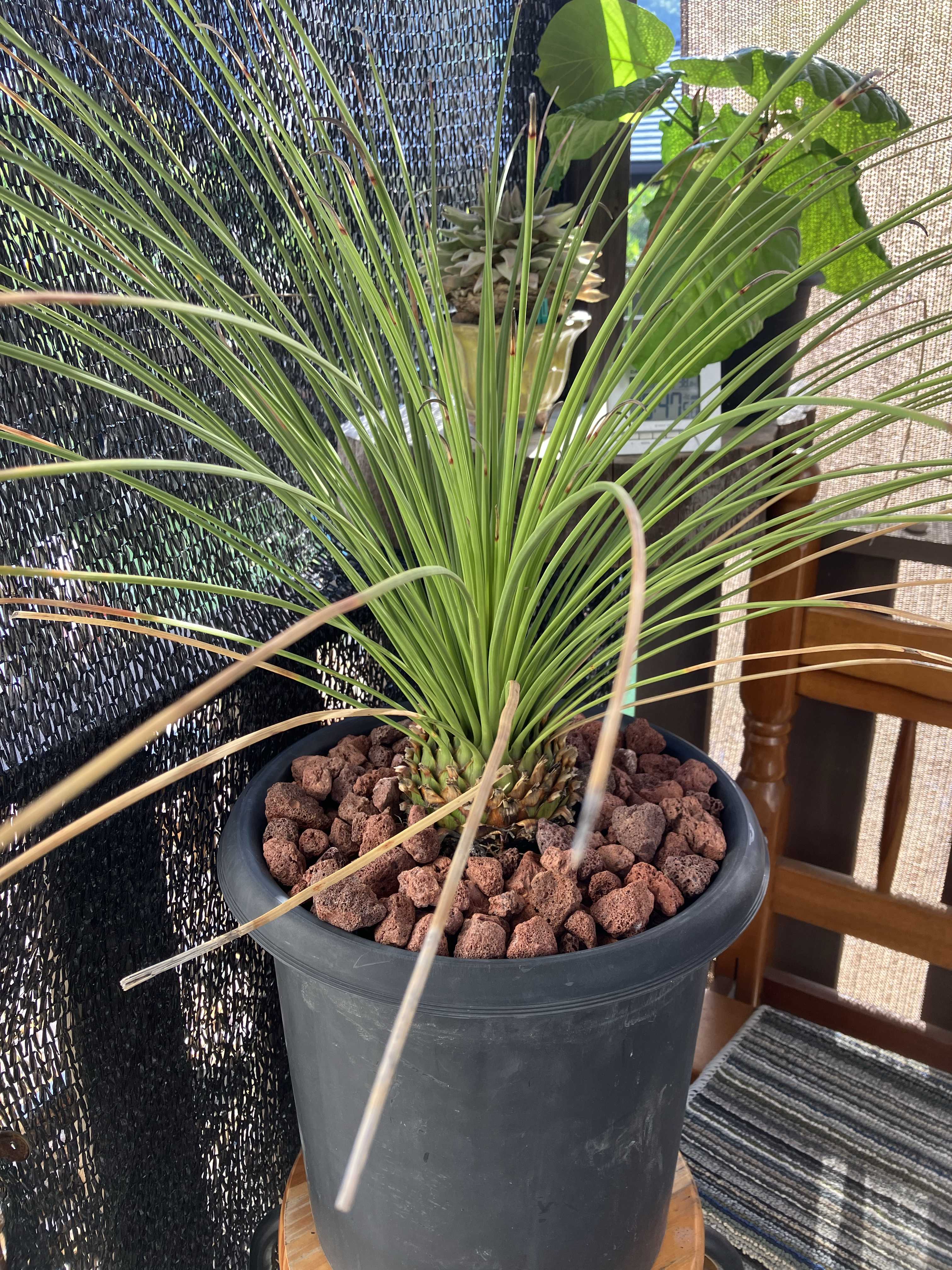 ダシリリオン クアドラングラツムの一覧｜🍀GreenSnap（グリーンスナップ）