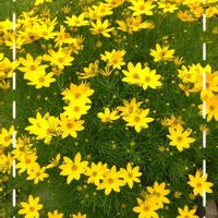 セダム,巻絹,センペルビウム,ホソバハルシャギク,小さな花壇の画像