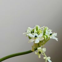 オーニソガラム,オーニソガラム,ドラセナ,リアトリス,花のある暮らしの画像