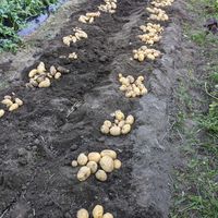 とうもろこし,ハヤトウリ,かぼちゃ,キタアカリ,メイクイーンの画像