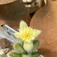 白雪ミセバヤ,三日月ネックレス,セトーサ,多肉のお花,サブヌーダの画像