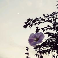 アマリリス,アマリリス,コンニャク,タチアオイ（立ち葵）の画像