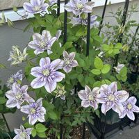 カシス,クレマチス テキセンシス,てっせん,ホワイトライト,水面の妖精の画像