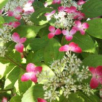 ウツボグサ,ミヤコワスレ,ヤマアジサイ 紅,ヤマアジサイ 黒姫,紫陽花君の名はの画像