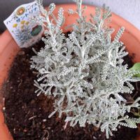 サントリナ,サントリナ,鉢植えの画像