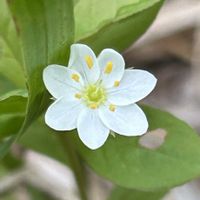 キジムシロ,キジムシロ,ツマトリソウ,リュウキンカ,リュウキンカの画像