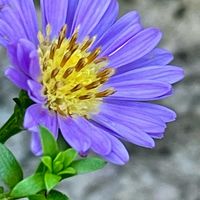 友禅菊,花のある暮らし,GSに感謝。,小さな小さな庭,庭の画像