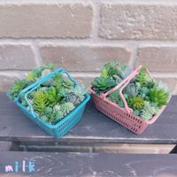 セダム,朧月,ブロウメアナ,ヒスパニクム,虹の玉の画像