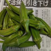 オクラ,米ナス,みぃクン,初収穫,おケツの日の画像