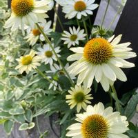 エキナセア,ツルニチニチソウ,斑入りツルニチニチソウ,今日の１枚,花のあるくらしの画像