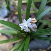 タマリュウの画像