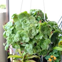 オルビキュラリス,多肉植物,観葉植物,クラッスラ属,多肉植物とサボテンの画像