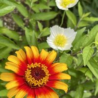 ガイラルディア,グラジオラス,ジニア,マーガレットコスモス,ムギワラギクの画像