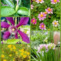 ニオイバンマツリ,リトルチュチュ,ビーダンス,アリウムミレニアム,観察の画像