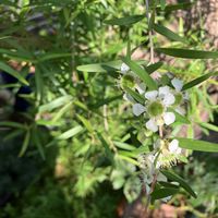 レモンティーツリー,レプトスペルマム,ガーデニング,オージープランツ,ネイティブプランツの画像