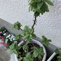 ジンチョウゲの画像