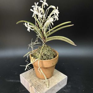 富貴蘭,観葉植物,着生植物,着生ラン,伝統園芸植物の画像