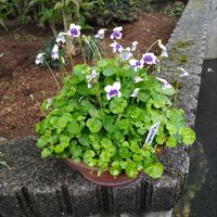 ブローディア,ネジバナ,パンダスミレ,花壇,オリズルランの花の画像