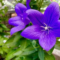 キキョウ,矮性キキョウ,ガーデニング,ハルのキキョウ,小さな庭の画像