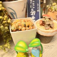 サントリナ,ジャガイモ,万象,ハオルチア万象,ルイザエの画像