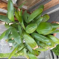 カンノンチクの画像