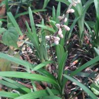 タマリュウの画像