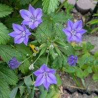 シノグロッサム,シノグロッサム,トリテレイア,ブルースター,北海道の庭の画像