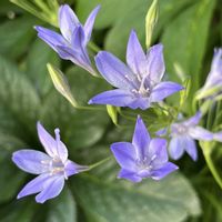 トリテレイア,Green&PETを愛する会,マダム倶楽部,花の15年組,庭の画像