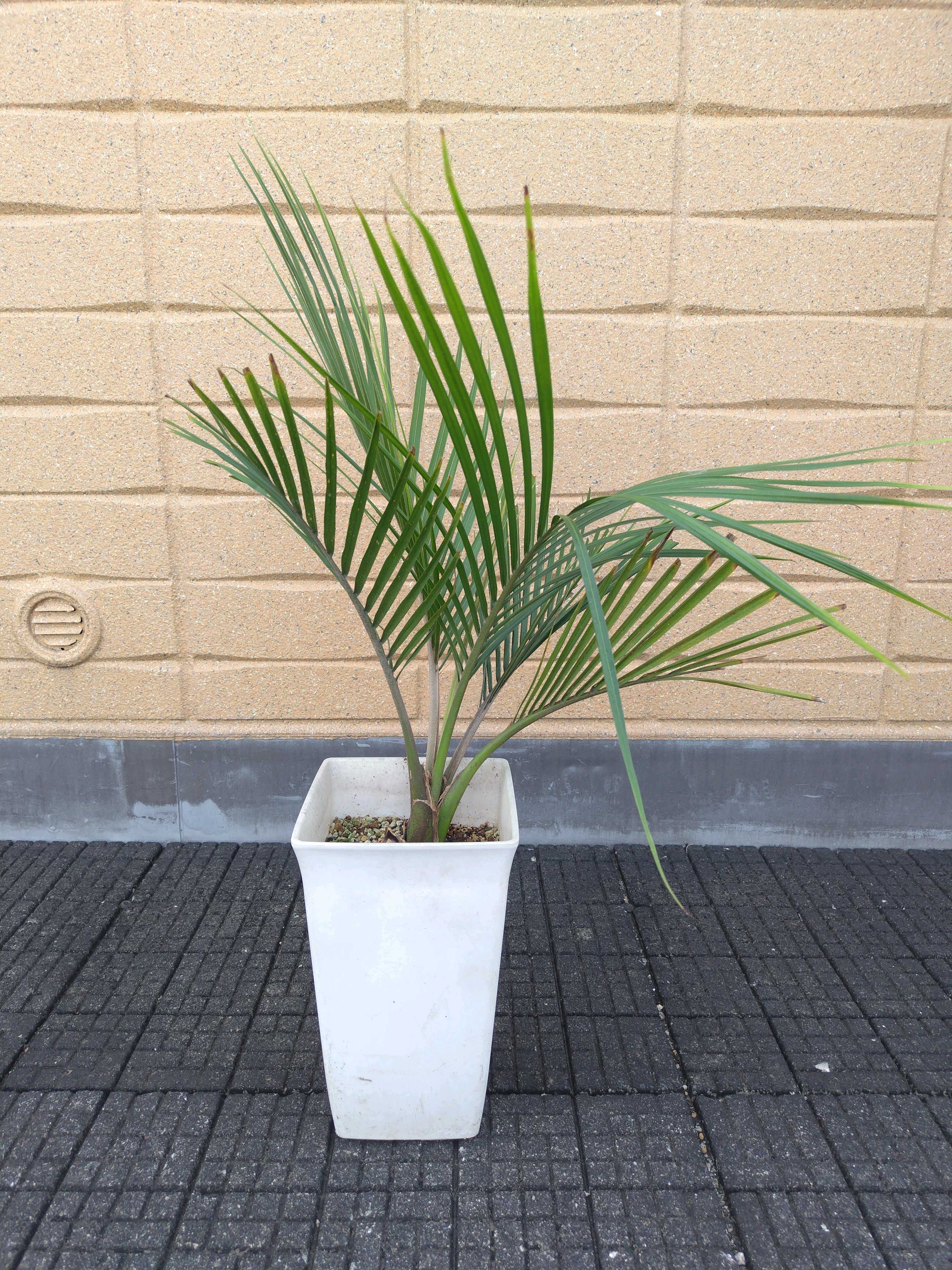 ニカウヤシの一覧｜🍀GreenSnap（グリーンスナップ）