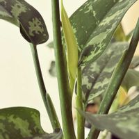 アグラオネマ・マリア,観葉植物,鮮やか ,癒し,グリーンのある暮らしの画像