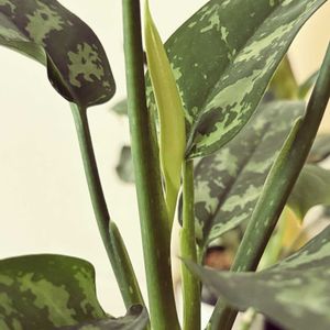 アグラオネマ・マリア,観葉植物,鮮やか ,癒し,グリーンのある暮らしの画像