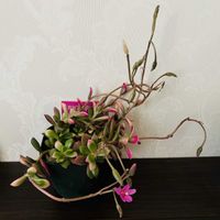 桜吹雪,アデニウム,桜吹雪の種,かわいい,たにくの画像